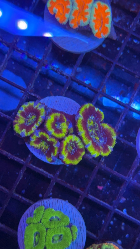 acanthastrea green 12