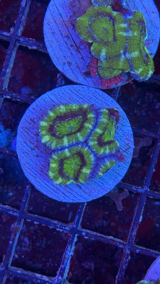 acanthastrea green 13