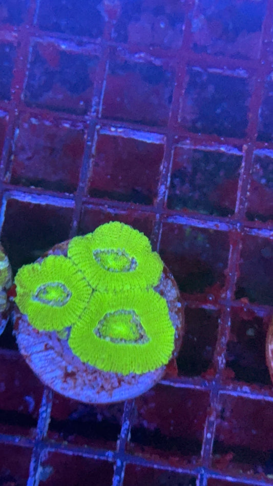 acanthastrea green 15