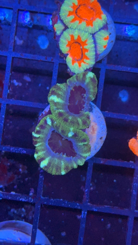 acanthastrea green 16