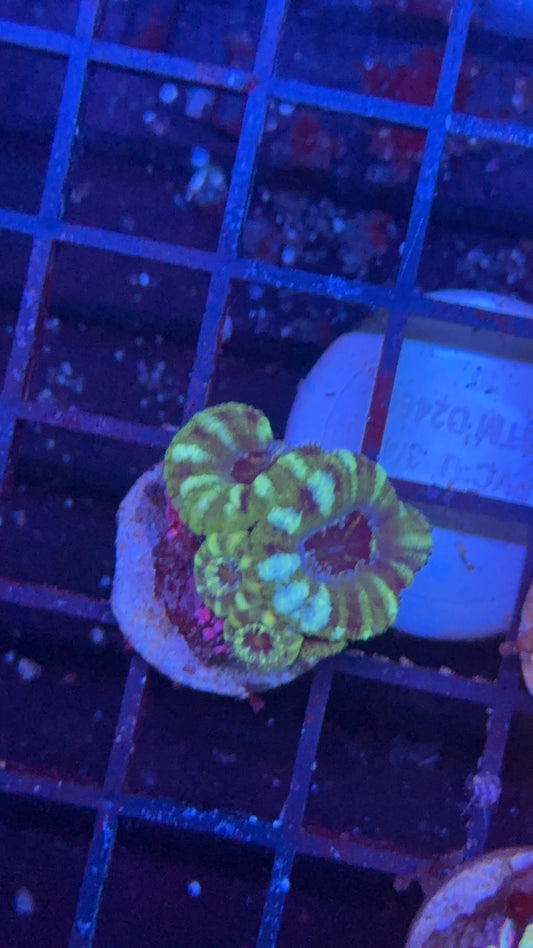 acanthastrea green 17