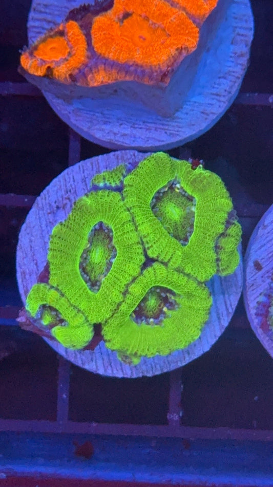 acanthastrea green 18