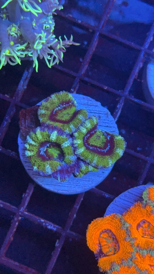 acanthastrea green 1