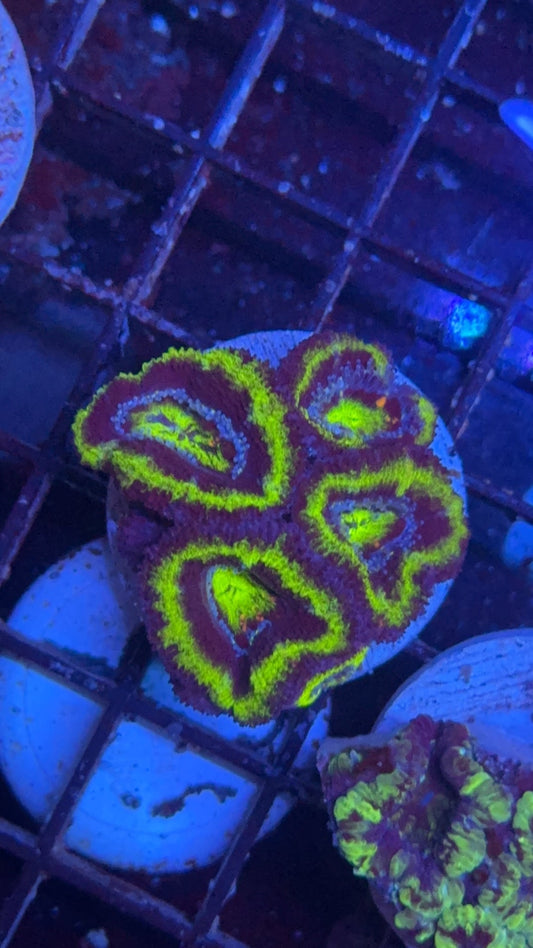 acanthastrea green 2