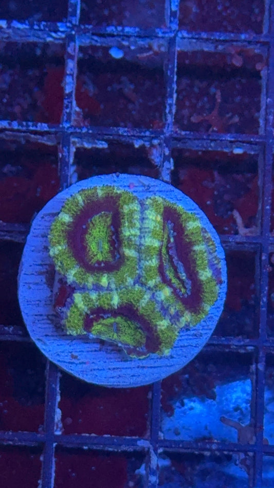 acanthastrea green 3