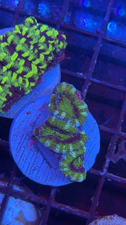 acanthastrea green 4