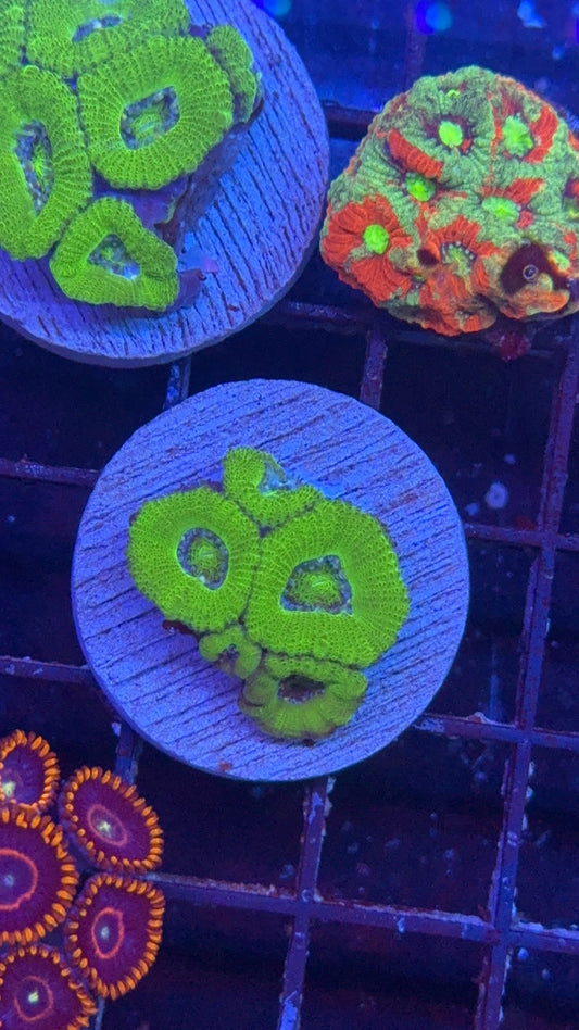 acanthastrea green 5