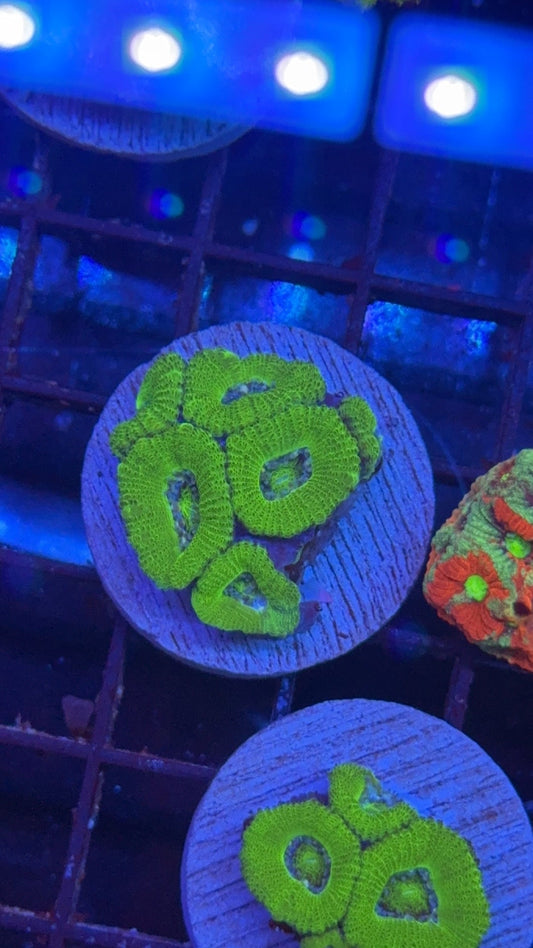 acanthastrea green 6