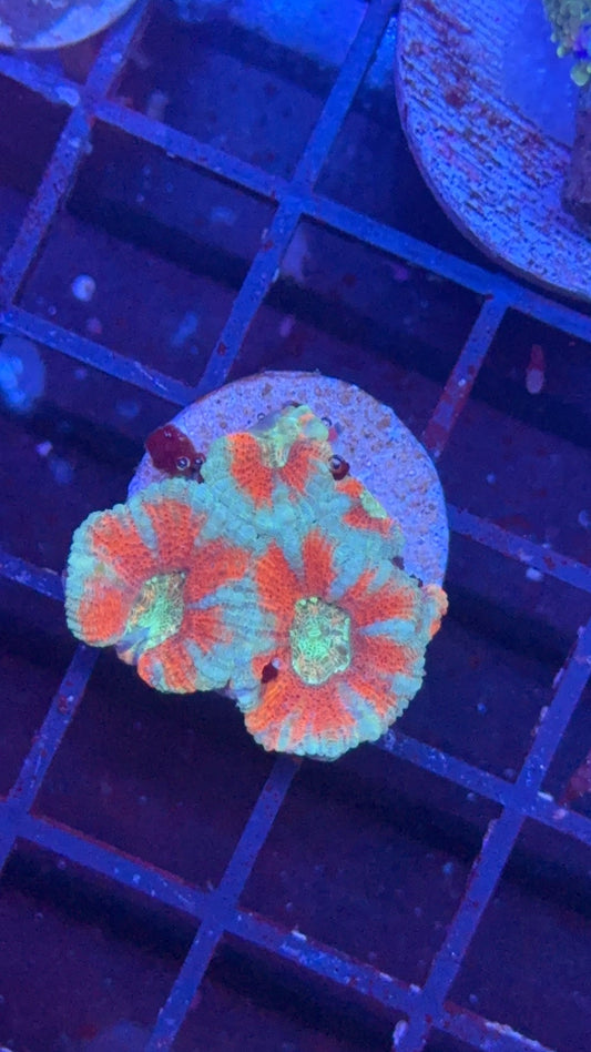 acanthastrea night fury