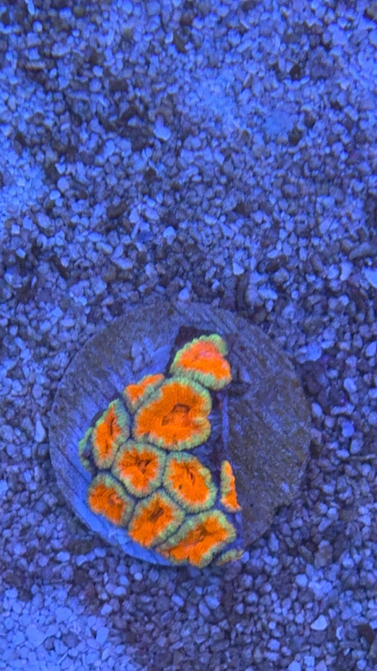 mini colonia acanthastrea