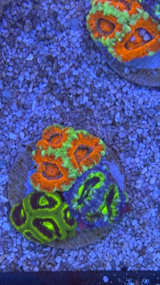 mini garden acanthastrea 1