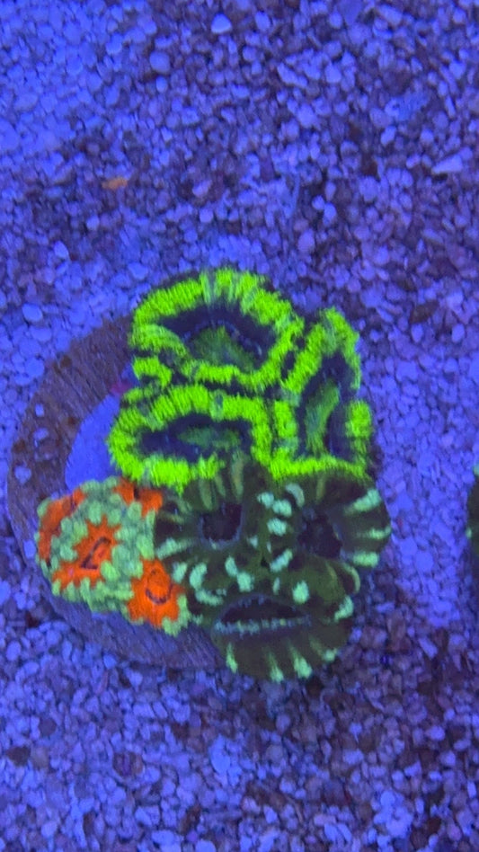mini garden acanthastrea 2