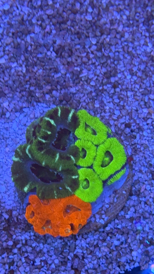 mini garden acanthastrea 3