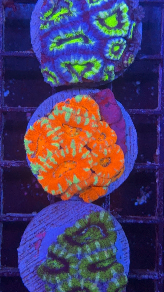 acanthastrea ultra 14