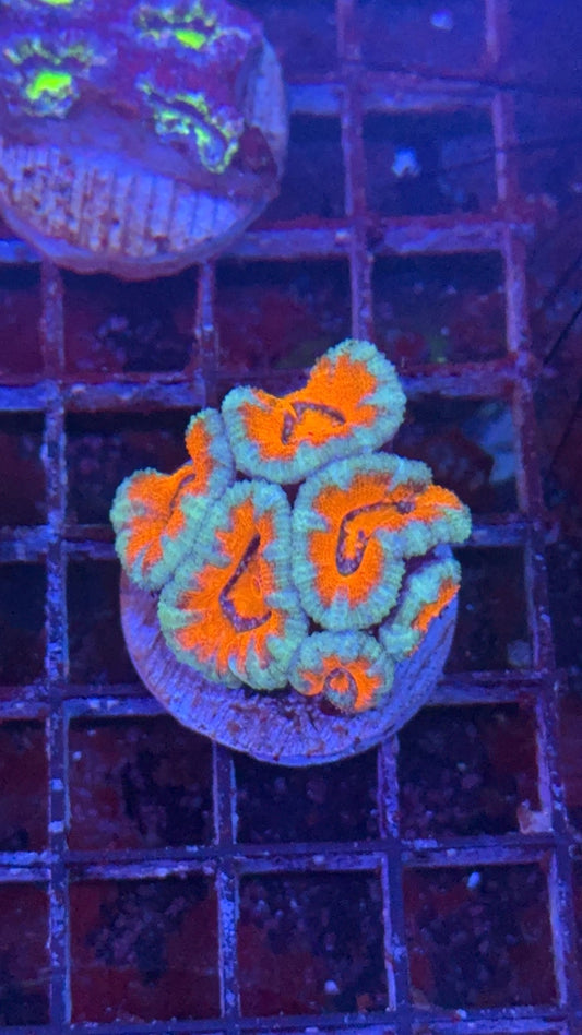 acanthastrea ultra 20