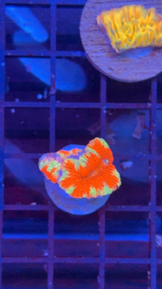 acanthastrea ultra 25