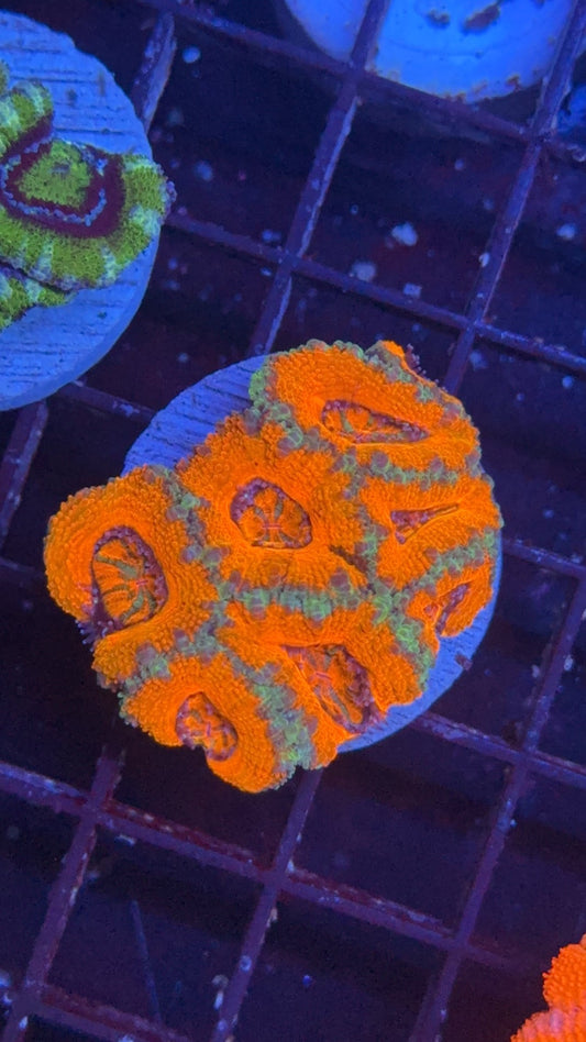 acanthastrea ultra 2