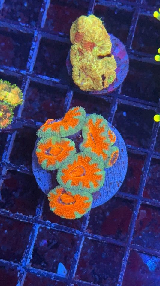acanthastrea ultra 4