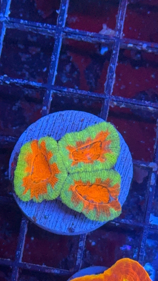 acanthastrea ultra 6