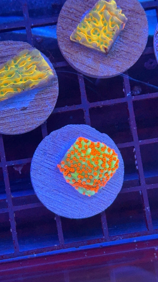 montipora apple bledding 1