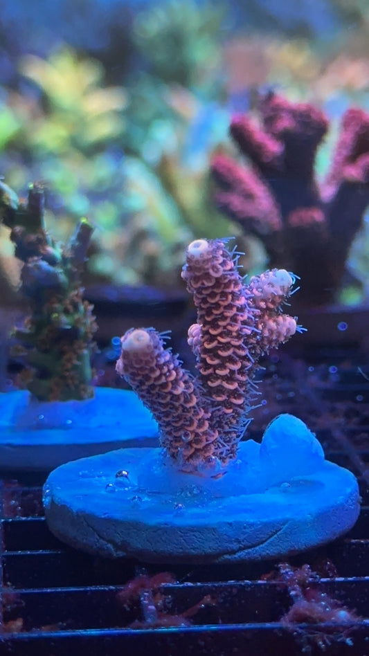 Millepora TSA screamin demon