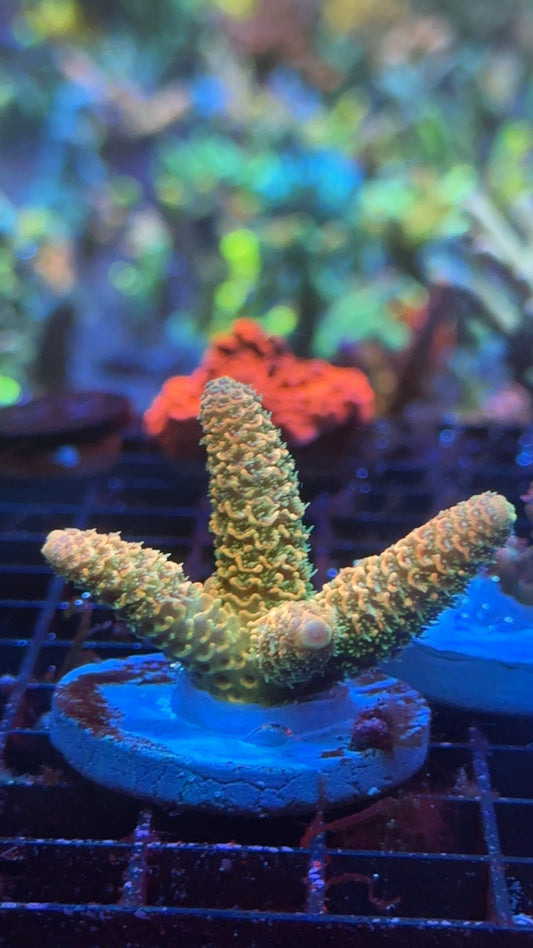 Millepora RN rainbow matrix