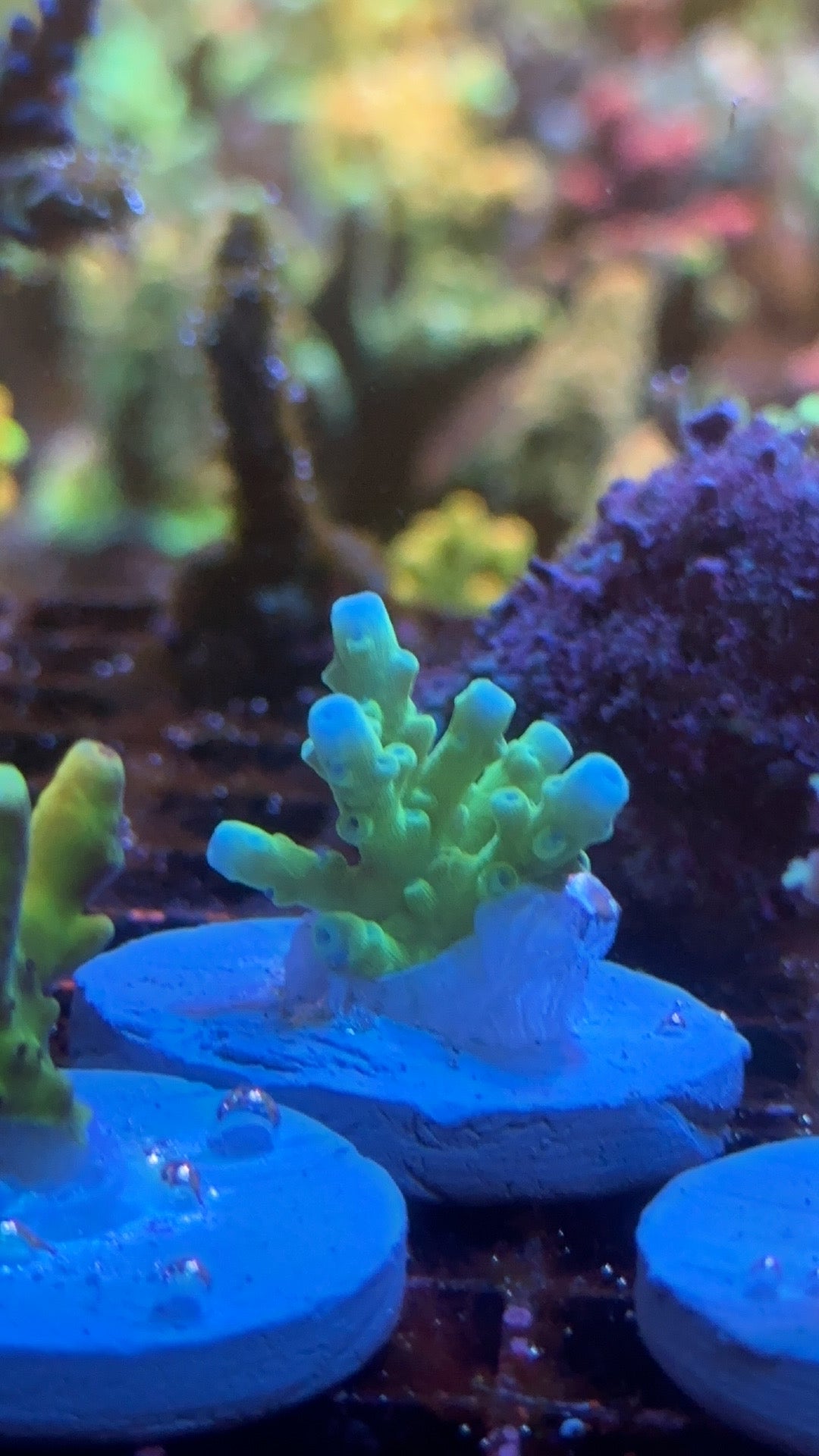 Acropora blue titan