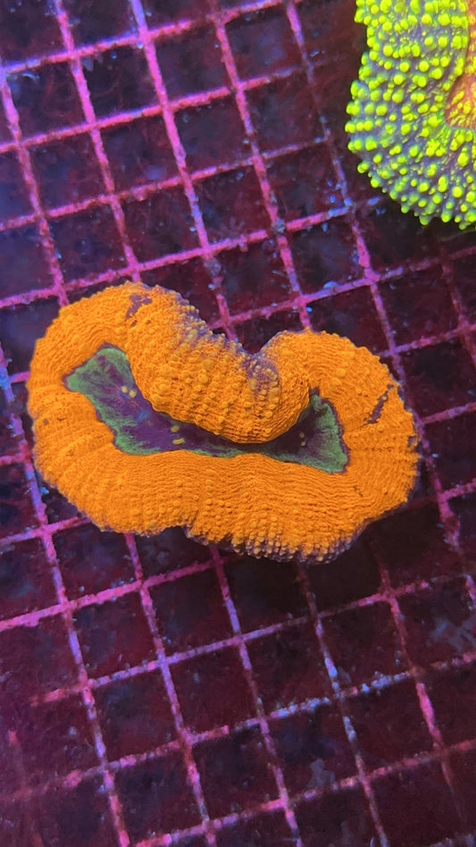 Lobophyllia ultra Orange