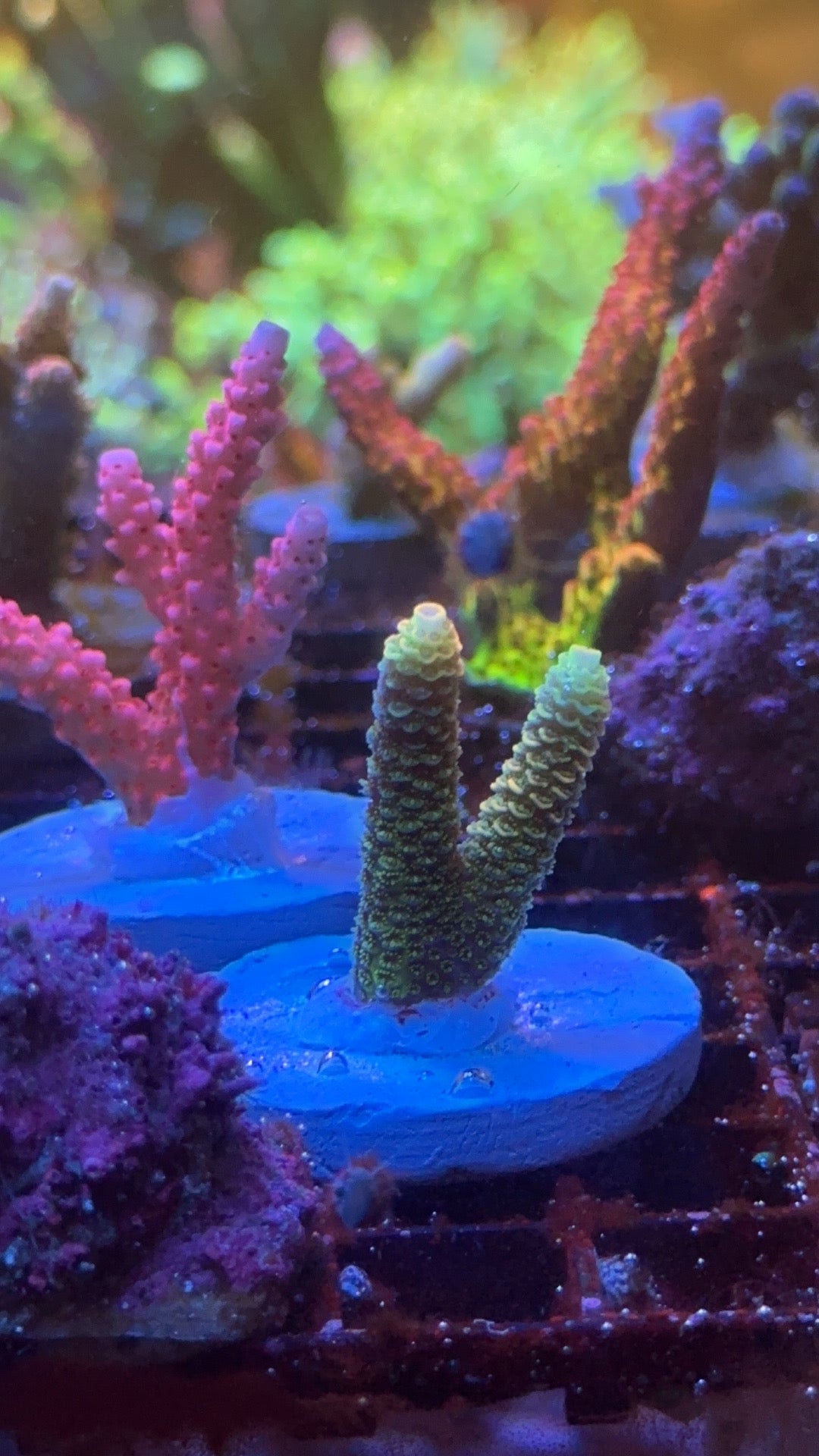 Millepora RN hawaian punch