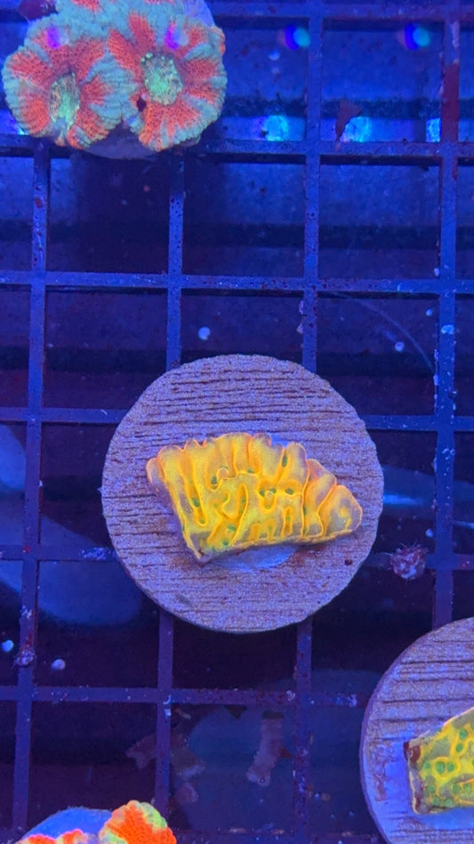montipora beach boom 1
