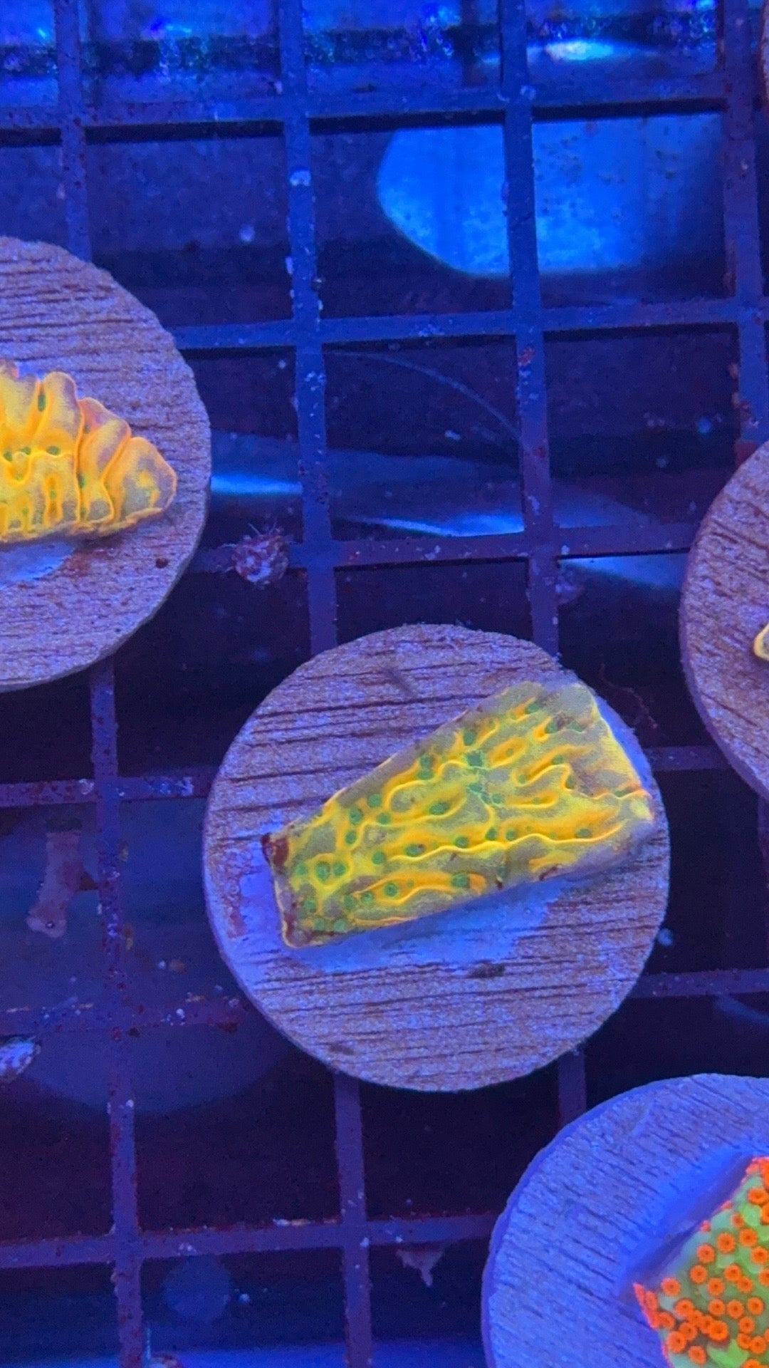 montipora beach boom 2