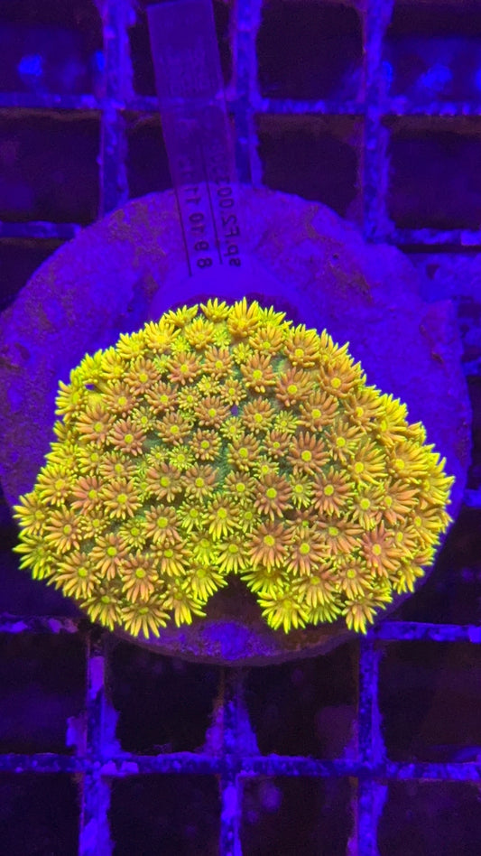 Goniopora master grade Rainbow colonia