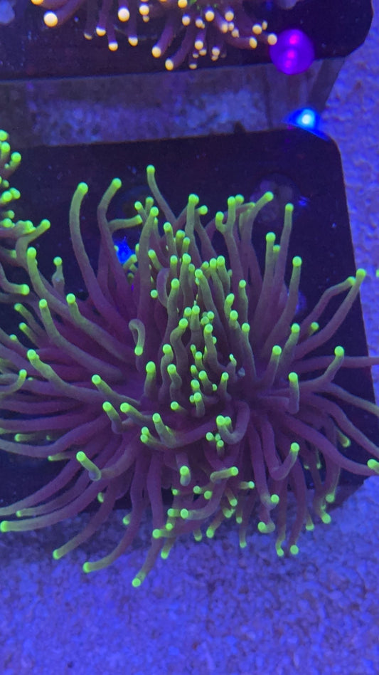 torch black lighting 2