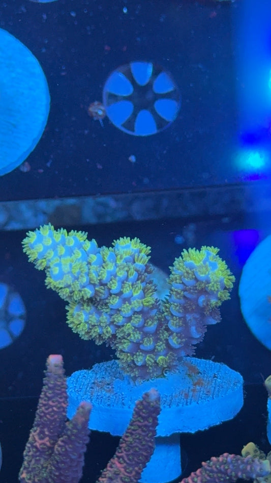 acropora blue bird tenuis 1