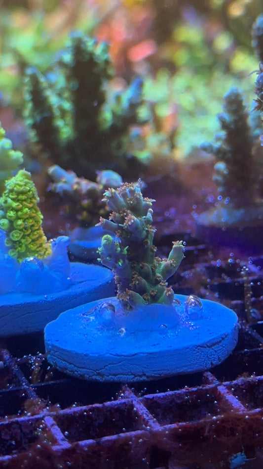 Acropora beast mode