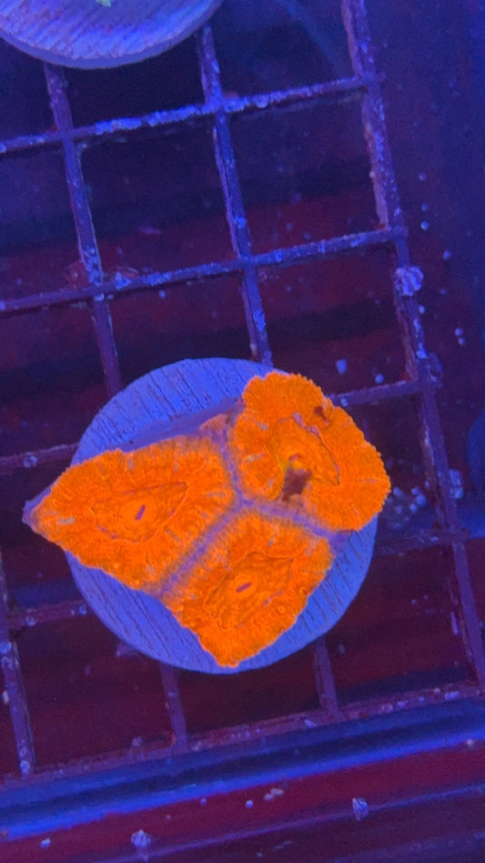 acanthastrea ultra 13