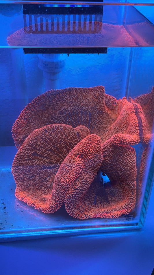anemona carpeta XXL pink