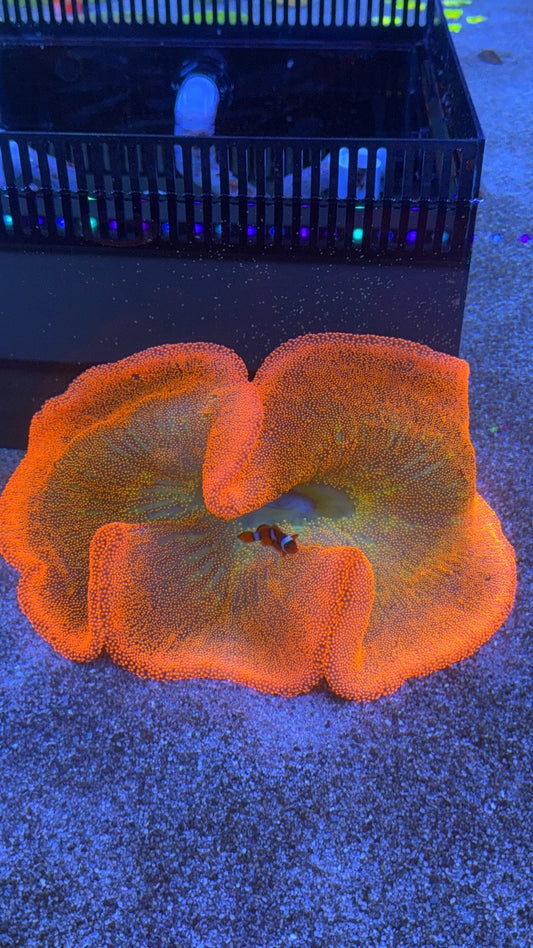 anemona carpeta XXL rainbow