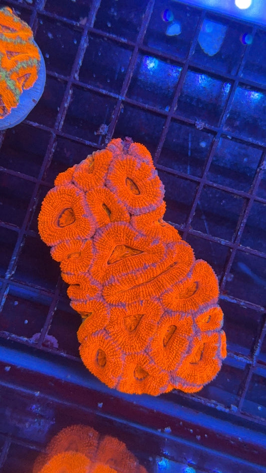 colonia acanthastrea 10