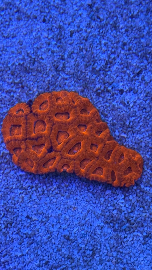 colonia acanthastrea 1