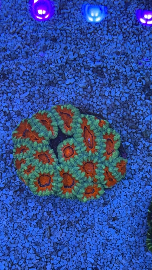 colonia acanthastrea 2