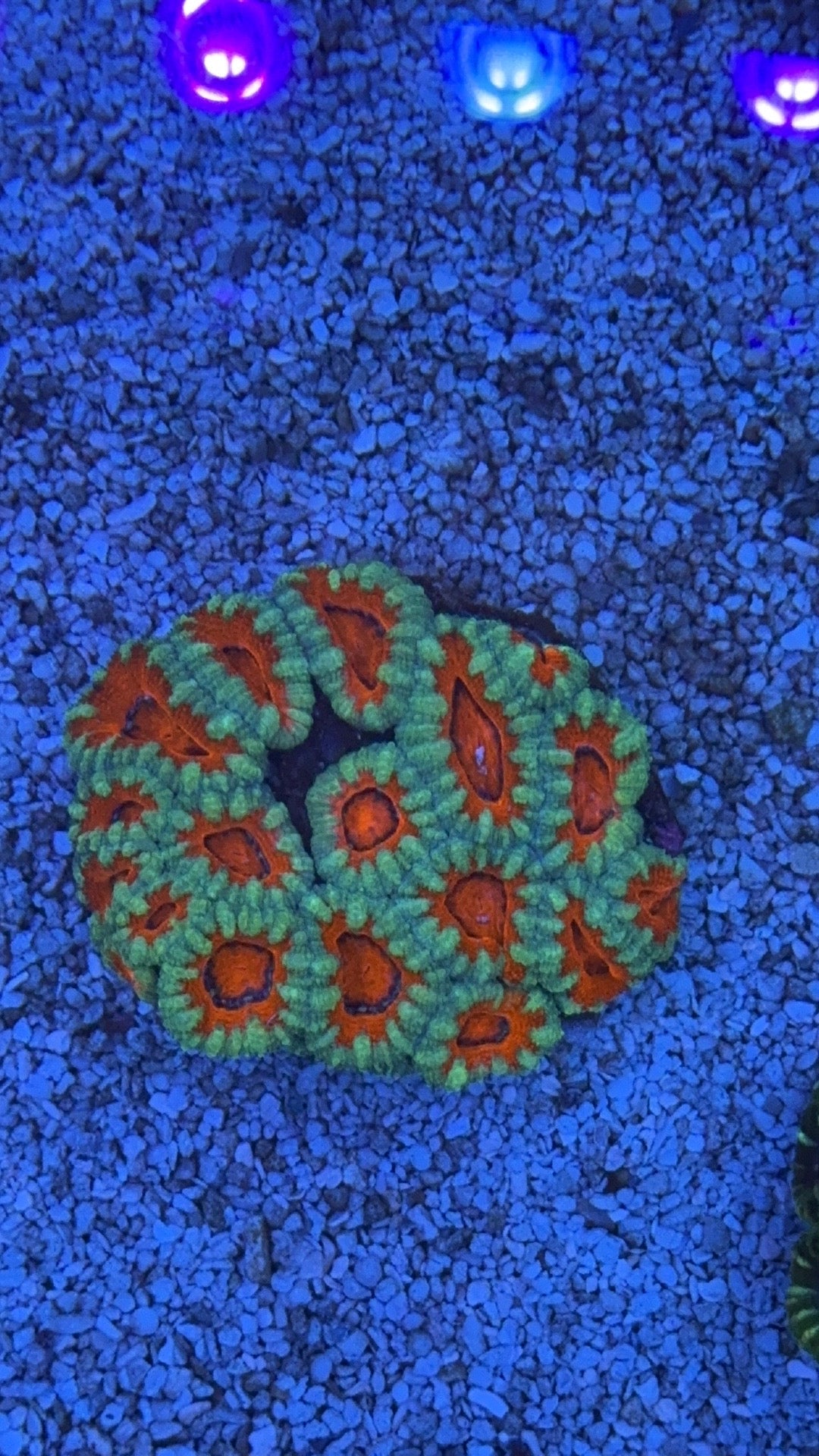 colonia acanthastrea 2