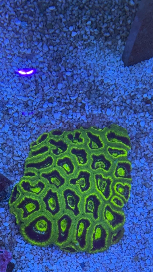colonia acanthastrea 5