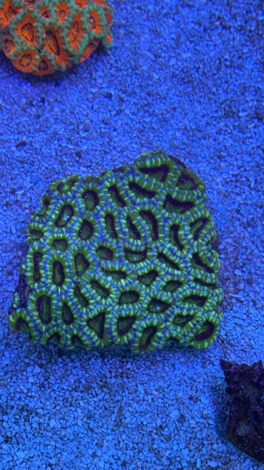 colonia acanthastrea 6