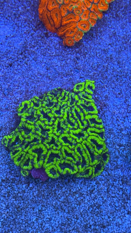colonia acanthastrea 7