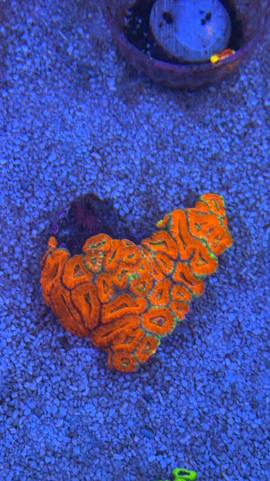 colonia acanthastrea 8