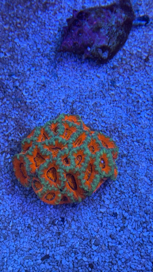 colonia acanthastrea 9