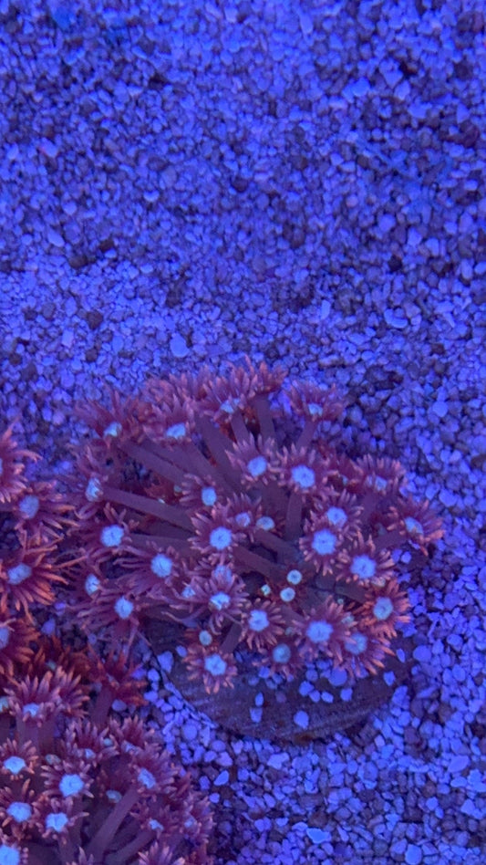 colonia goniopora bubble yum 3