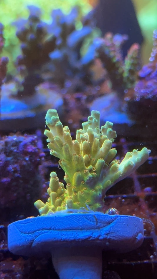 Acropora TGC inner planet