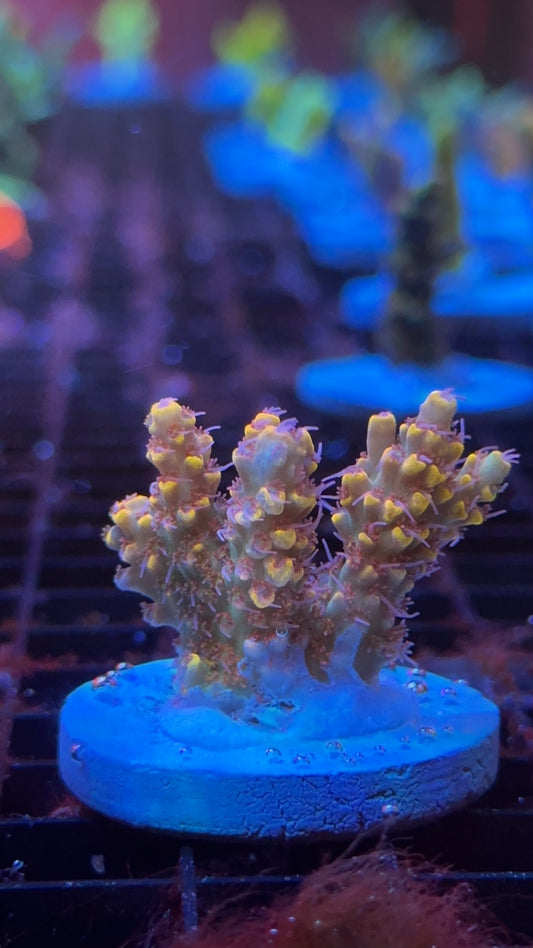 Acropora wwc afterparty